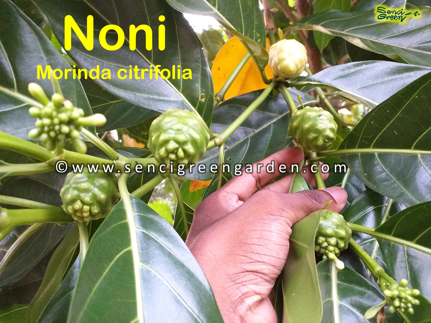 Noni seeds - Morinda citrifolia