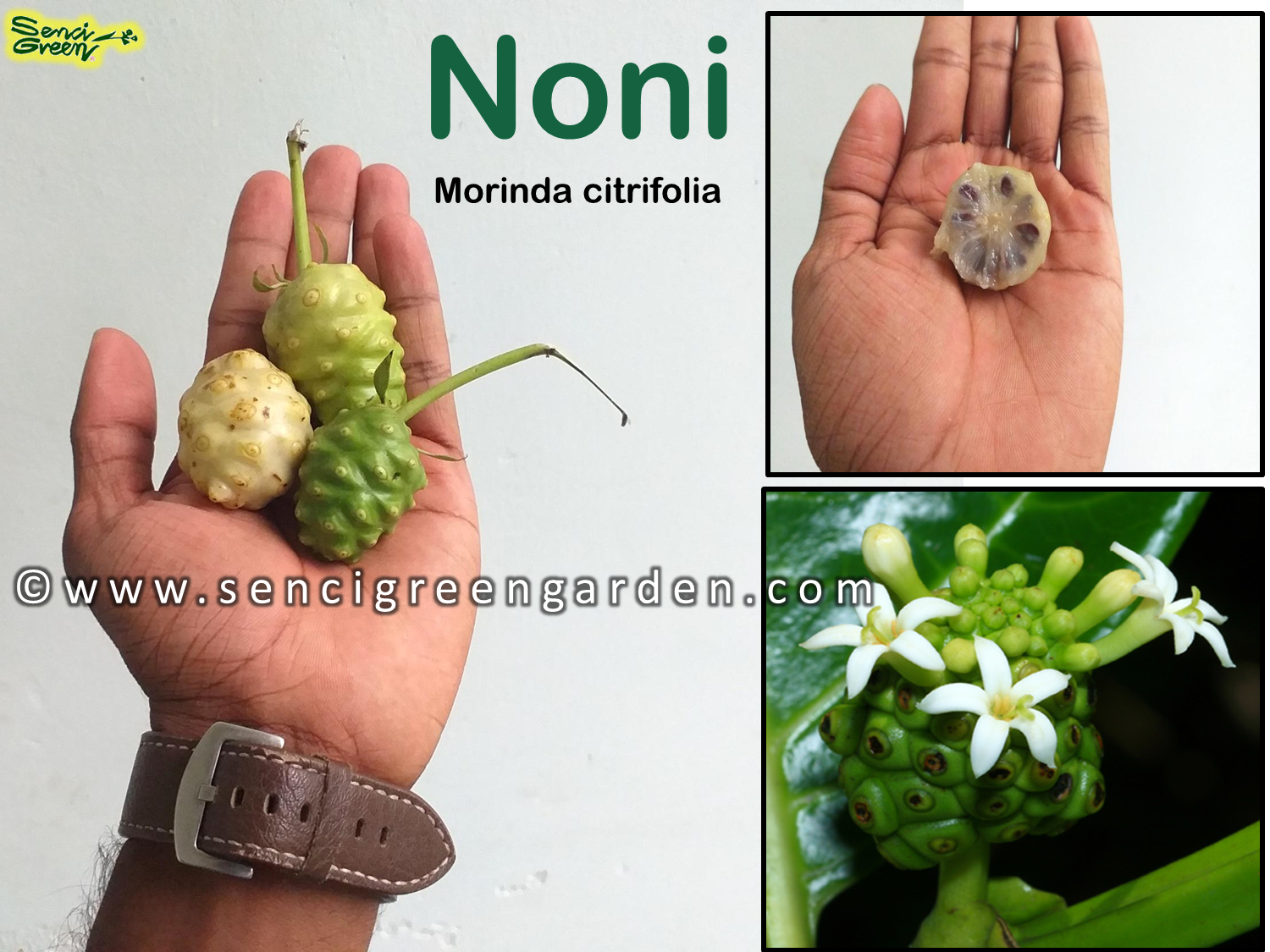 Noni seeds - Morinda citrifolia