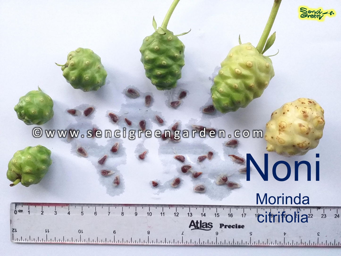 Noni seeds - Morinda citrifolia