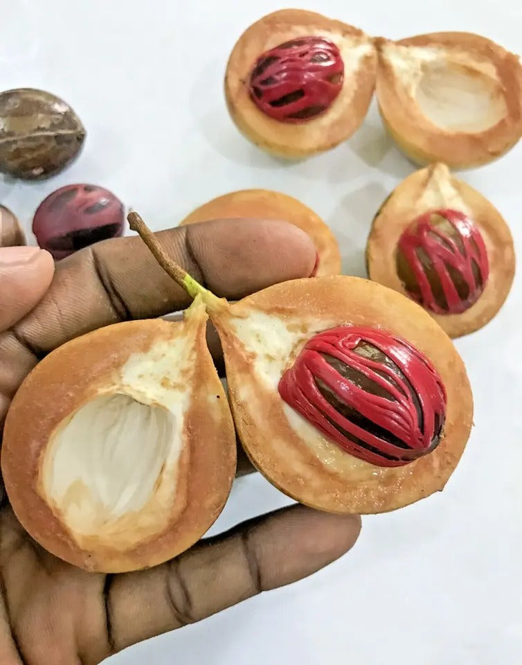 Nutmeg Seed (Myristica Fragrans) Spice fresh organic