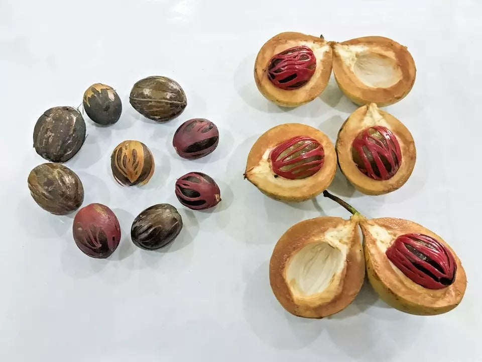 Nutmeg Seed (Myristica Fragrans) Spice fresh organic