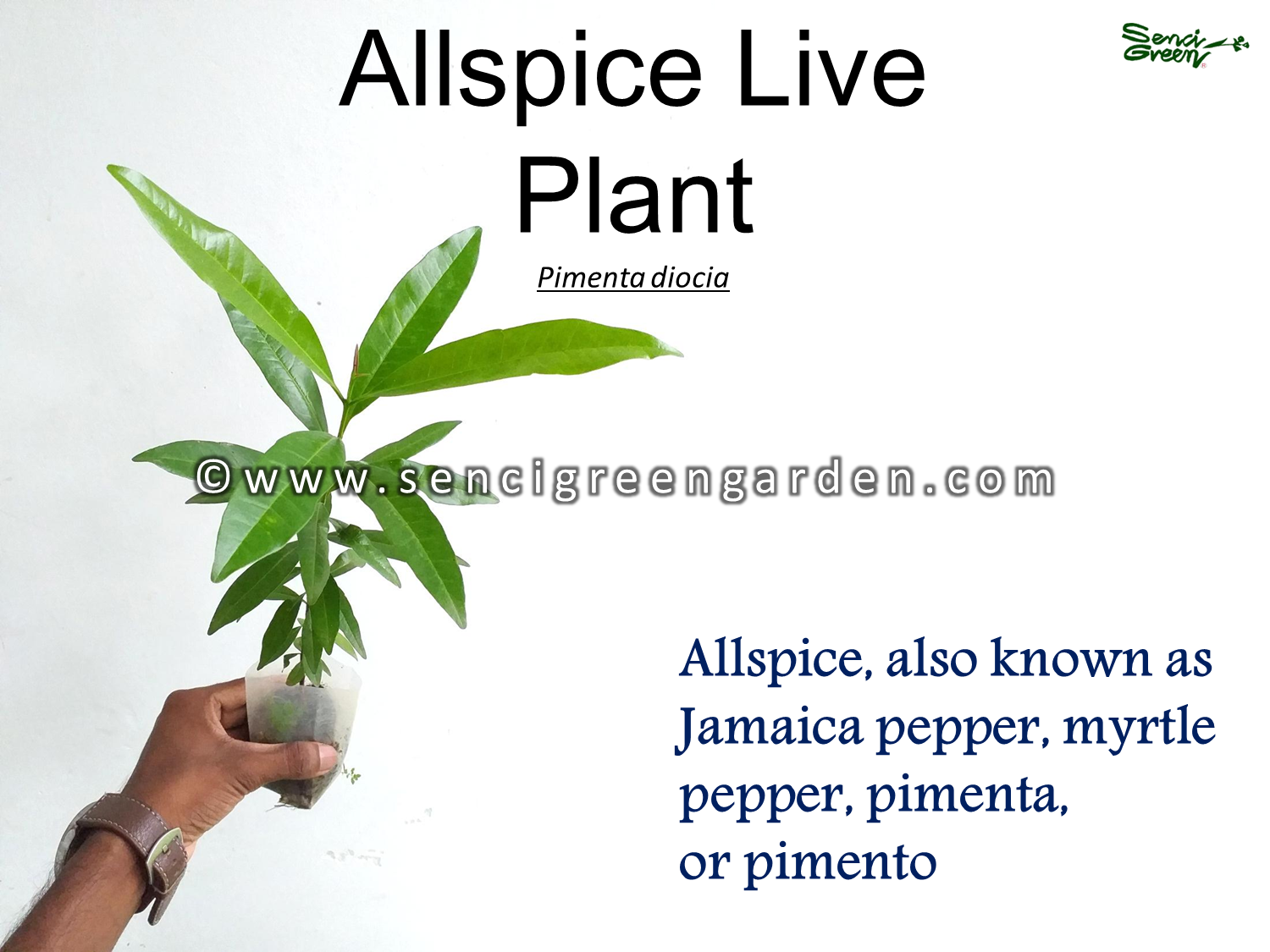 Allspice Live Plant (Pimenta dioica)