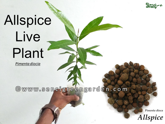 Allspice Live Plant (Pimenta dioica)