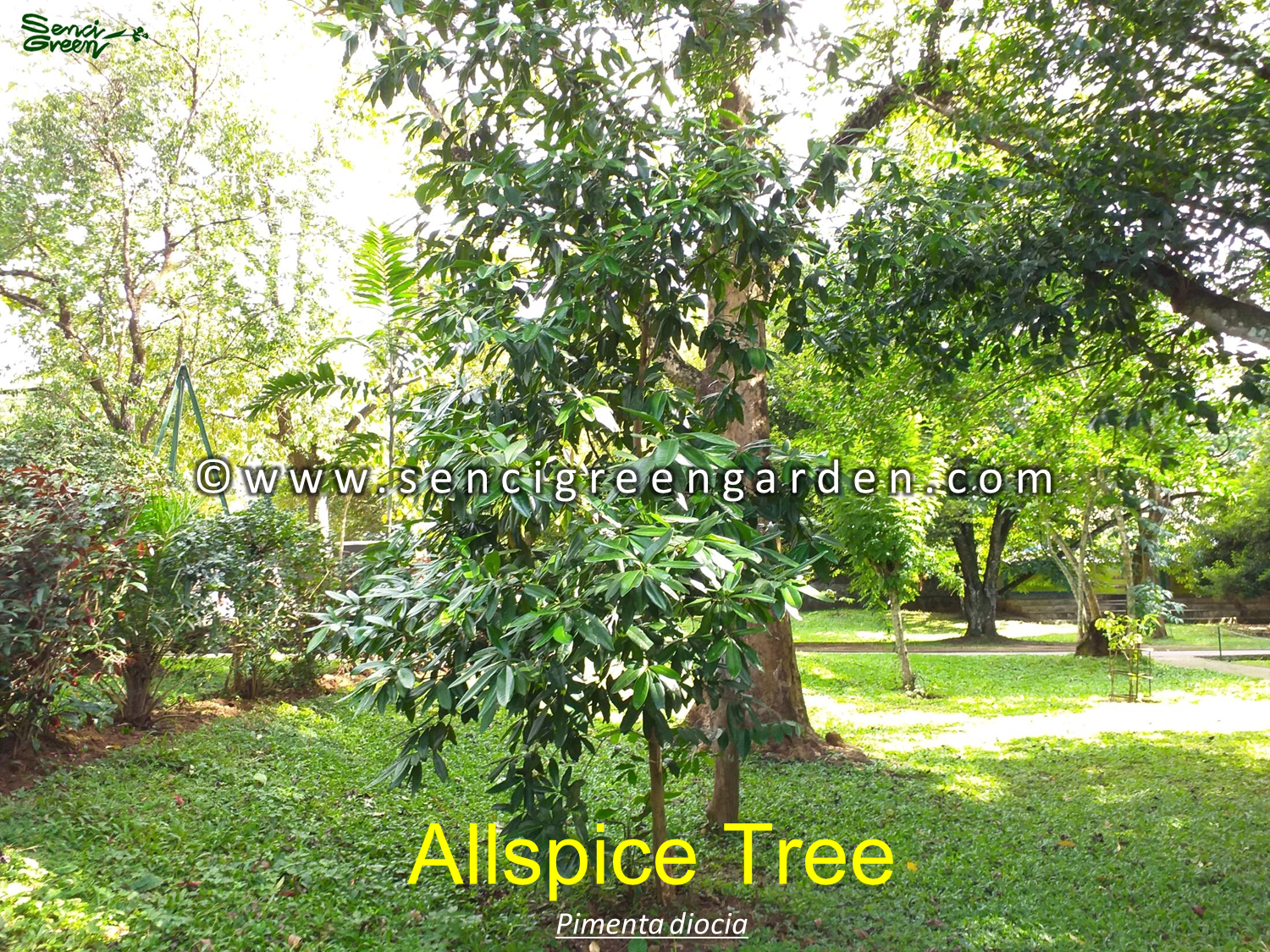 Allspice Live Plant (Pimenta dioica)