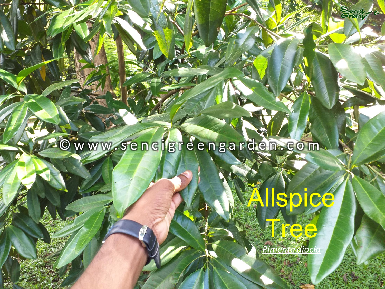 Allspice Live Plant (Pimenta dioica)