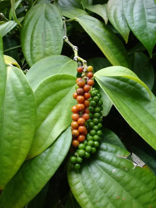 Black Pepper (Piper Nigrum) Planting Organic 25+ Fresh Seeds