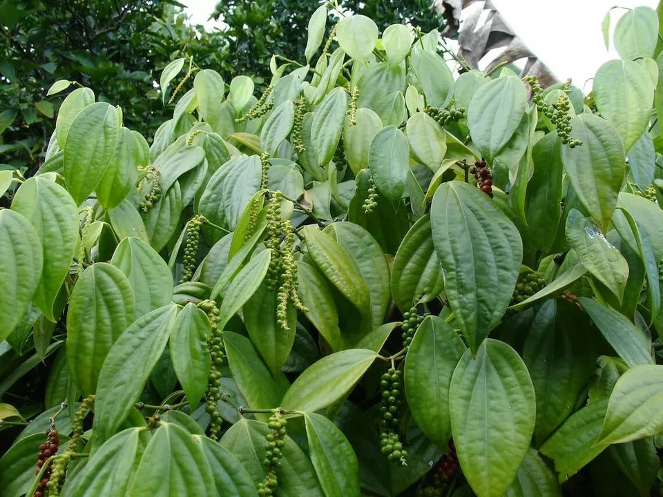 Black Pepper (Piper Nigrum) Planting Organic 25+ Fresh Seeds