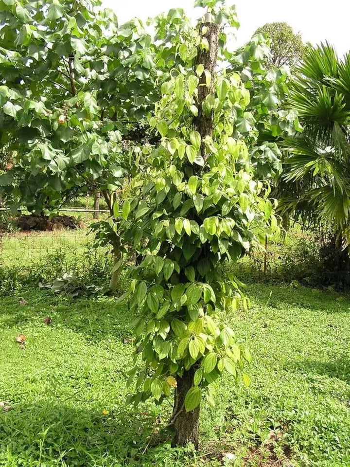 Black Pepper (Piper Nigrum) Planting Organic 25+ Fresh Seeds