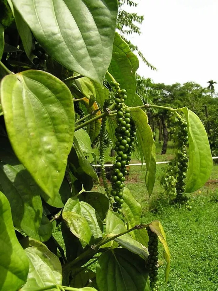 Black Pepper (Piper Nigrum) Planting Organic 25+ Fresh Seeds