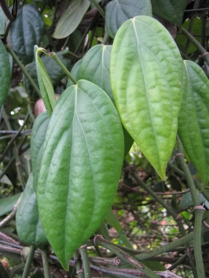 Black Pepper (Piper Nigrum) Planting Organic 25+ Fresh Seeds