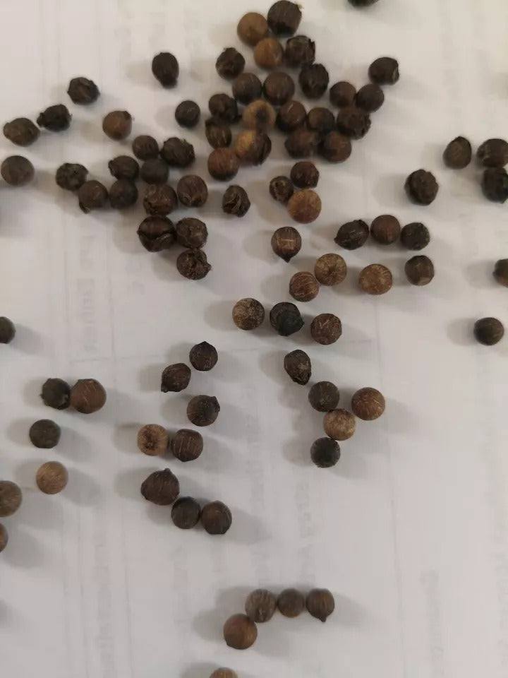 Black Pepper (Piper Nigrum) Planting Organic 25+ Fresh Seeds