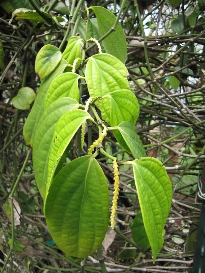 Black Pepper (Piper Nigrum) Planting Organic 25+ Fresh Seeds