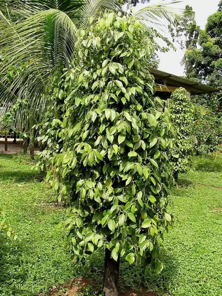 Black Pepper (Piper Nigrum) Planting Organic 25+ Fresh Seeds