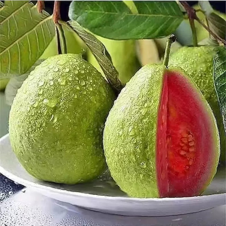 Red Guava Seeds Thai Big Pink Guava Seeds Thai Guava Planting Organic Rare 50 Seeds