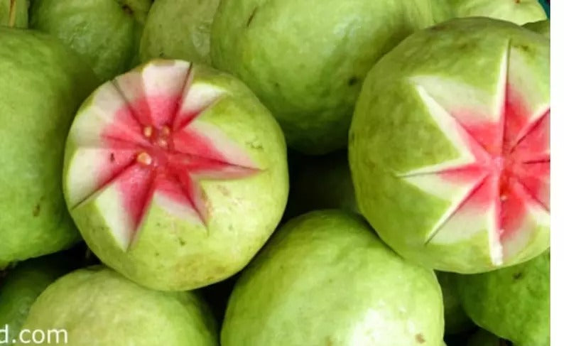 Red Guava Seeds Thai Big Pink Guava Seeds Thai Guava Planting Organic Rare 50 Seeds