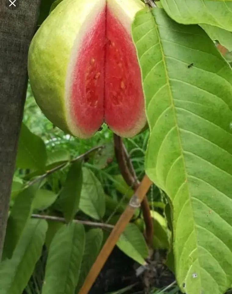 Red Guava Seeds Thai Big Pink Guava Seeds Thai Guava Planting Organic Rare 50 Seeds