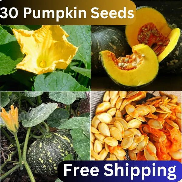 Pumpkin Organic Heirloom Ceylon 30 Seeds (Cucurbita pepo) NON-GMO FRESH