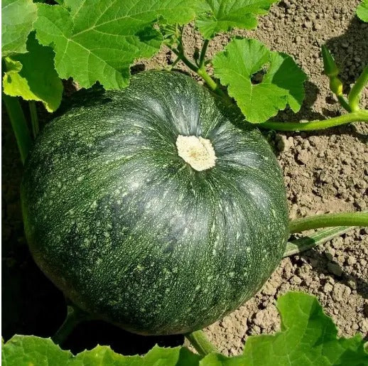 Pumpkin Organic Heirloom Ceylon 30 Seeds (Cucurbita pepo) NON-GMO FRESH