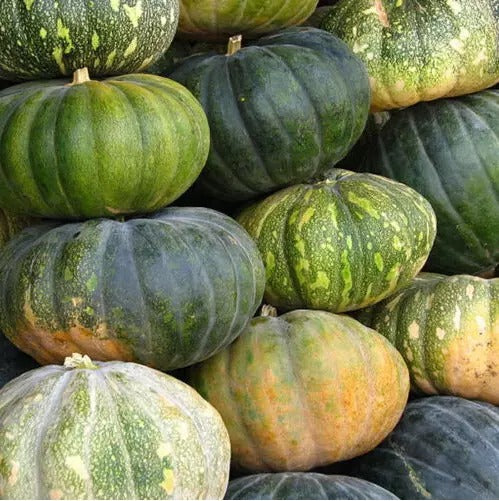 Pumpkin Organic Heirloom Ceylon 30 Seeds (Cucurbita pepo) NON-GMO FRESH