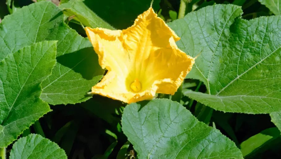 Pumpkin Organic Heirloom Ceylon 30 Seeds (Cucurbita pepo) NON-GMO FRESH