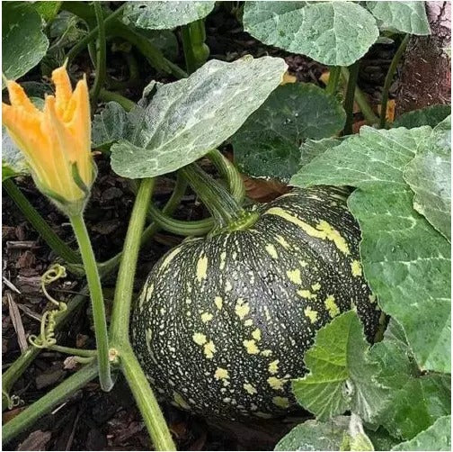 Pumpkin Organic Heirloom Ceylon 30 Seeds (Cucurbita pepo) NON-GMO FRESH