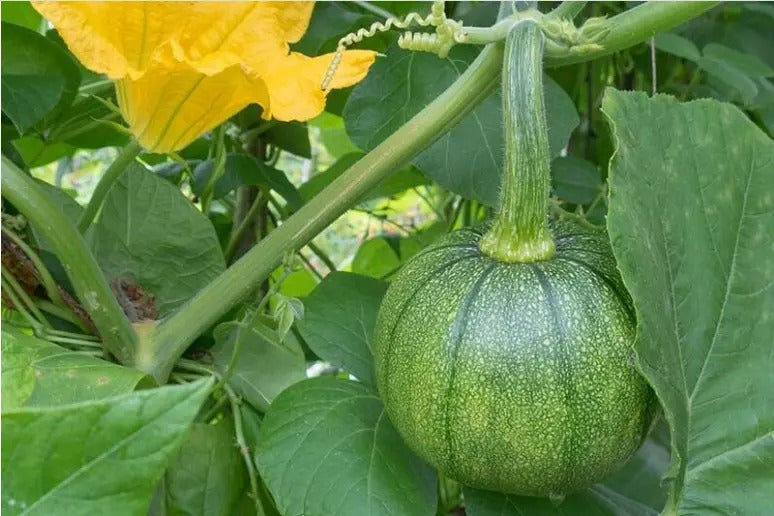 Pumpkin Organic Heirloom Ceylon 30 Seeds (Cucurbita pepo) NON-GMO FRESH