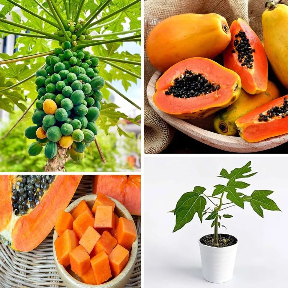 Papaya Seeds Rare Dwarf Papaya (Carica papaya) Fruit Plants NON GMO