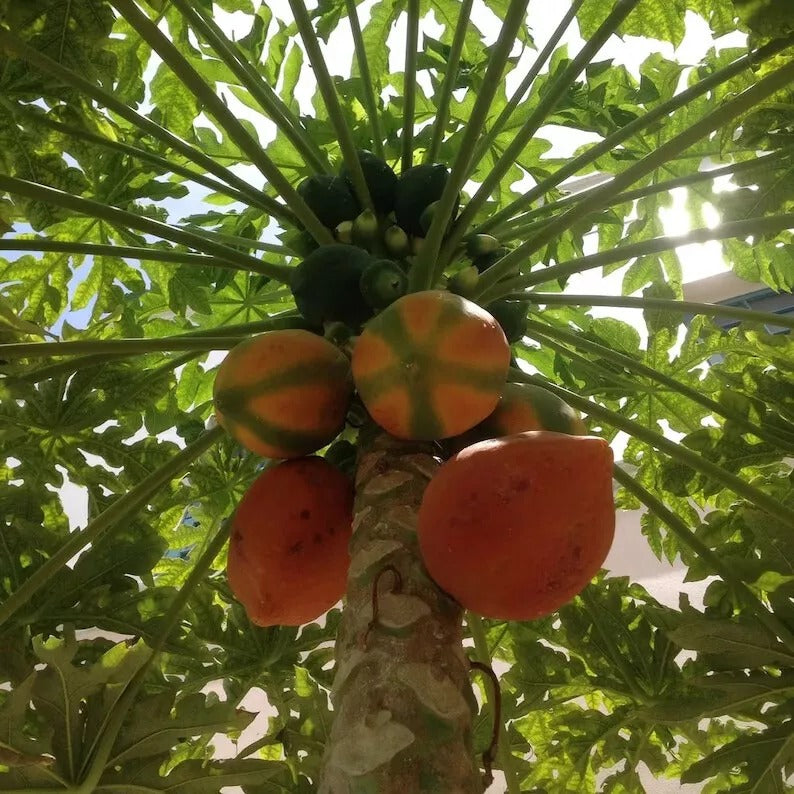 Papaya Seeds Rare Dwarf Papaya (Carica papaya) Fruit Plants NON GMO