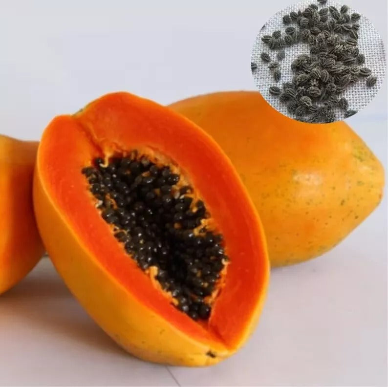 Papaya Seeds Rare Dwarf Papaya (Carica papaya) Fruit Plants NON GMO