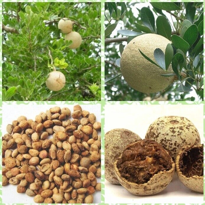 Wood apple seeds (Limonia acidissima) fresh x50 seeds