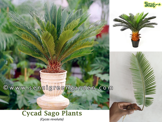 Sago Palm Plants (Cycas revoluta)