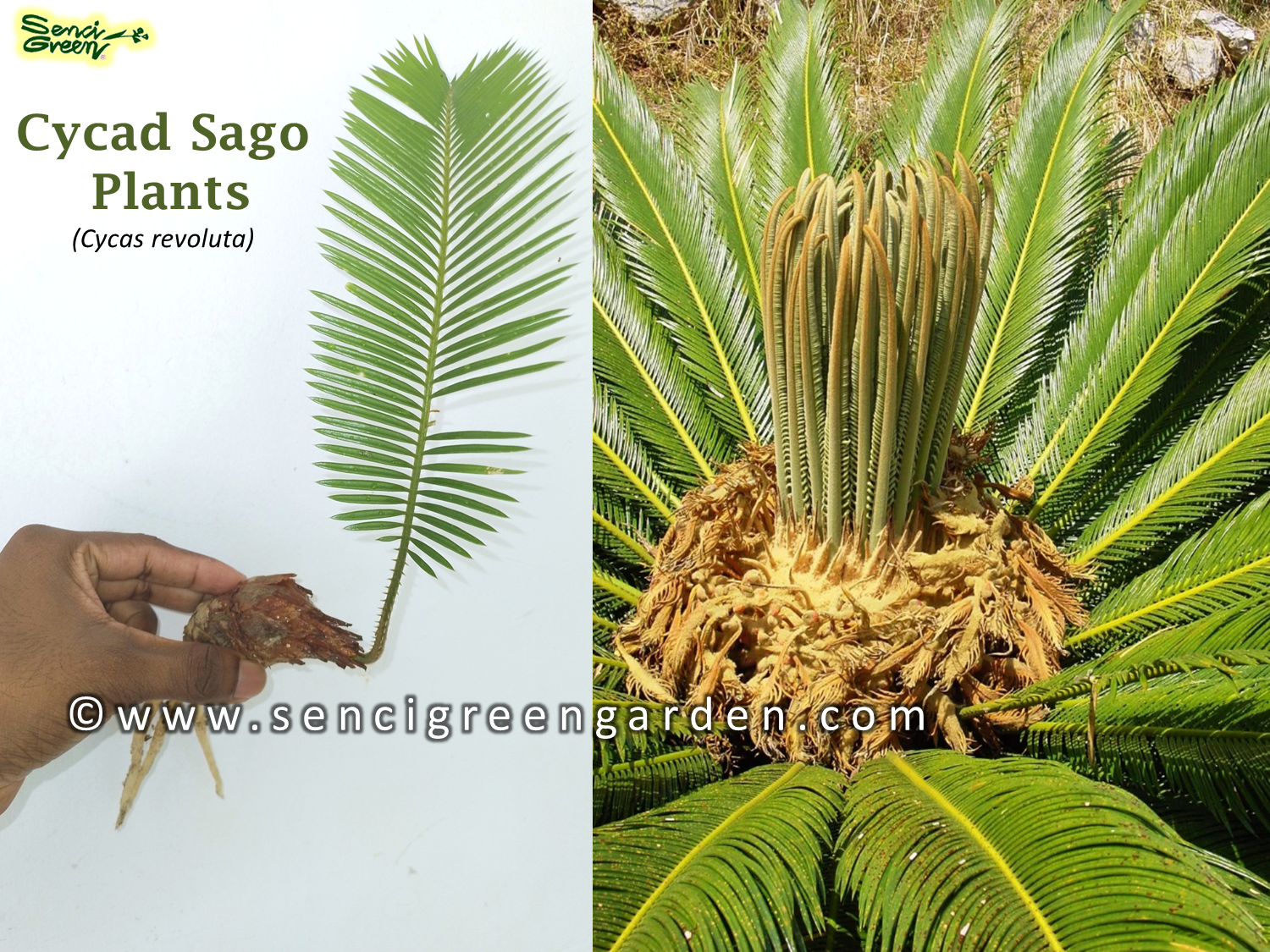 Sago Palm Plants (Cycas revoluta)