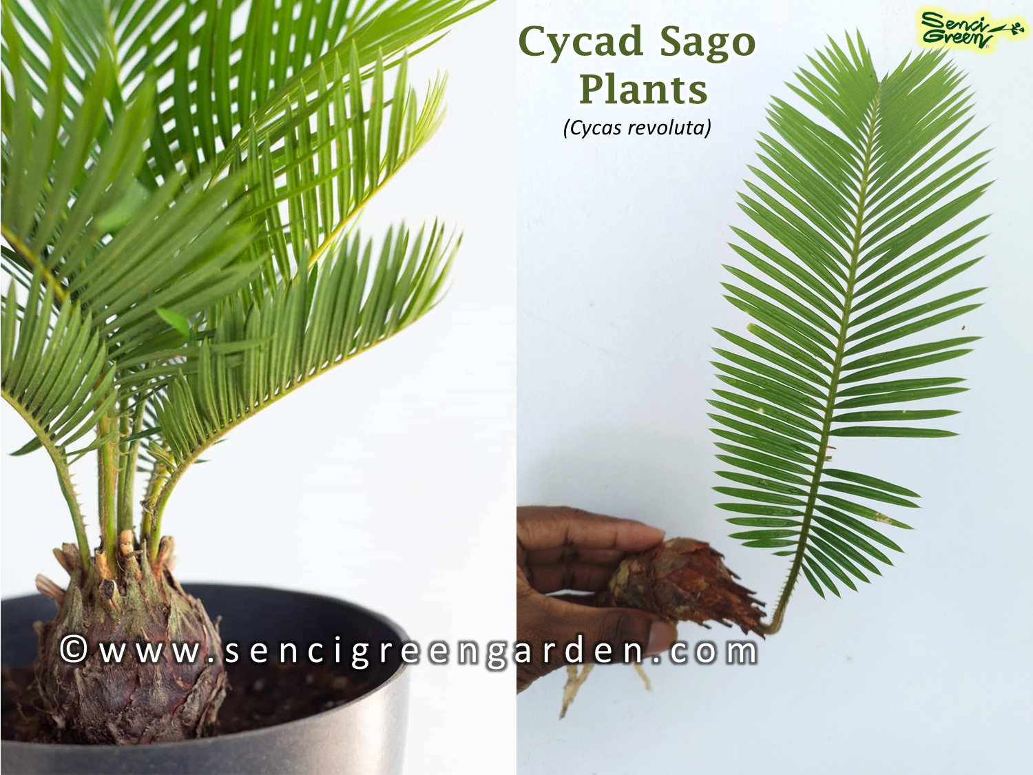 Sago Palm Plants (Cycas revoluta)