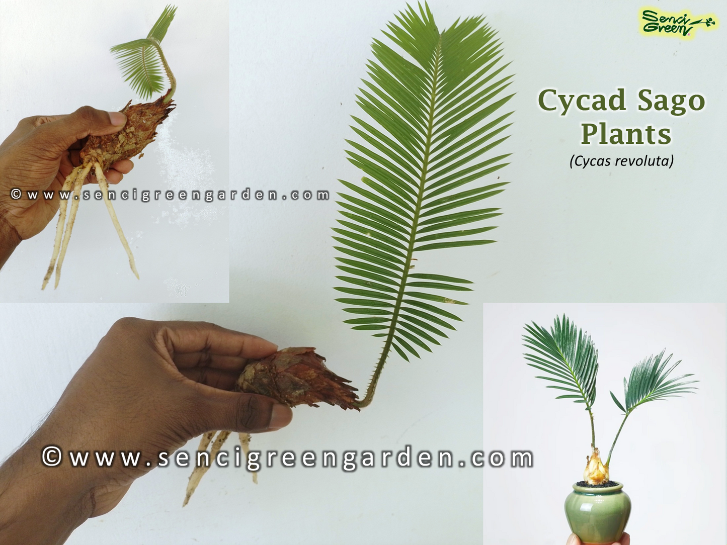 Sago Palm Plants (Cycas revoluta)