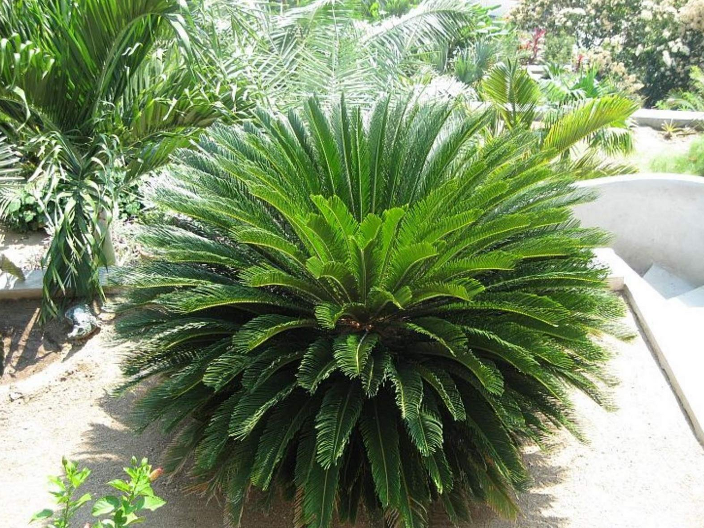 Sago Palm Plants (Cycas revoluta)