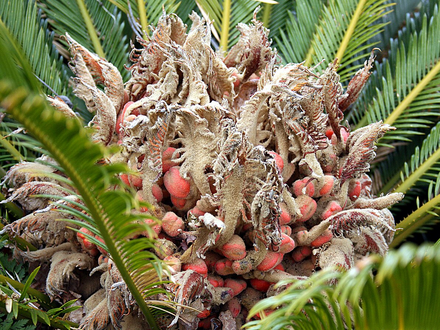 Sago Palm Plants (Cycas revoluta)