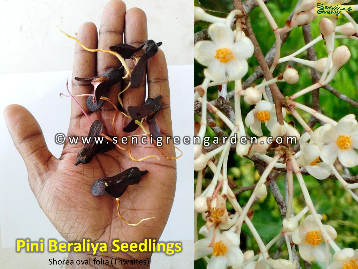 Shorea ovalifolia seedlings