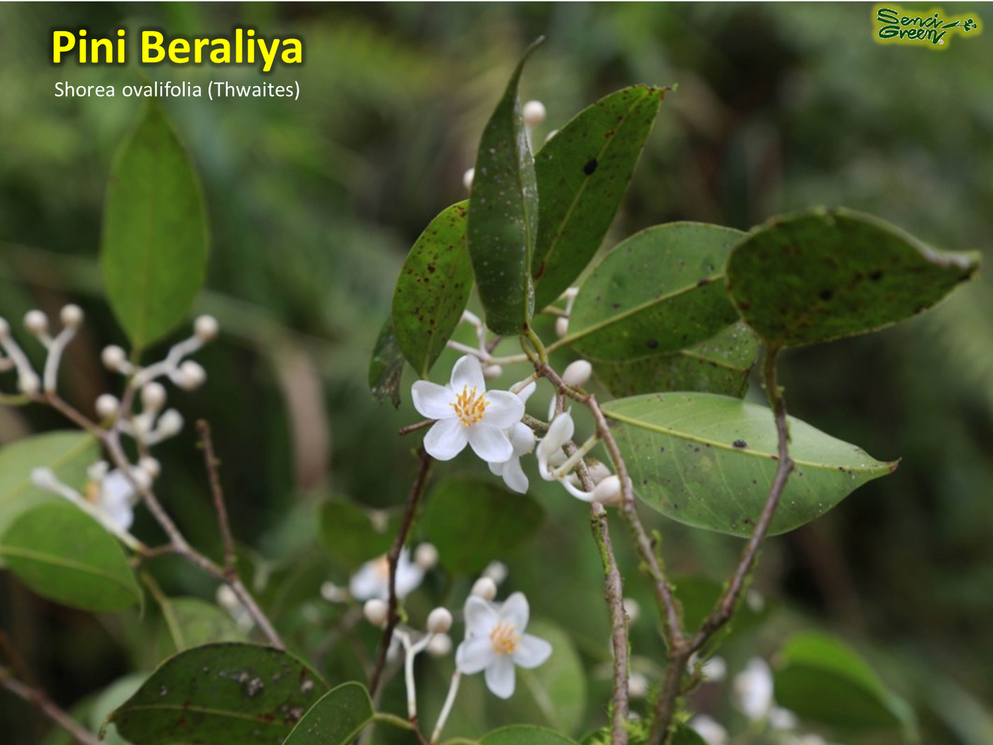 Shorea ovalifolia seedlings