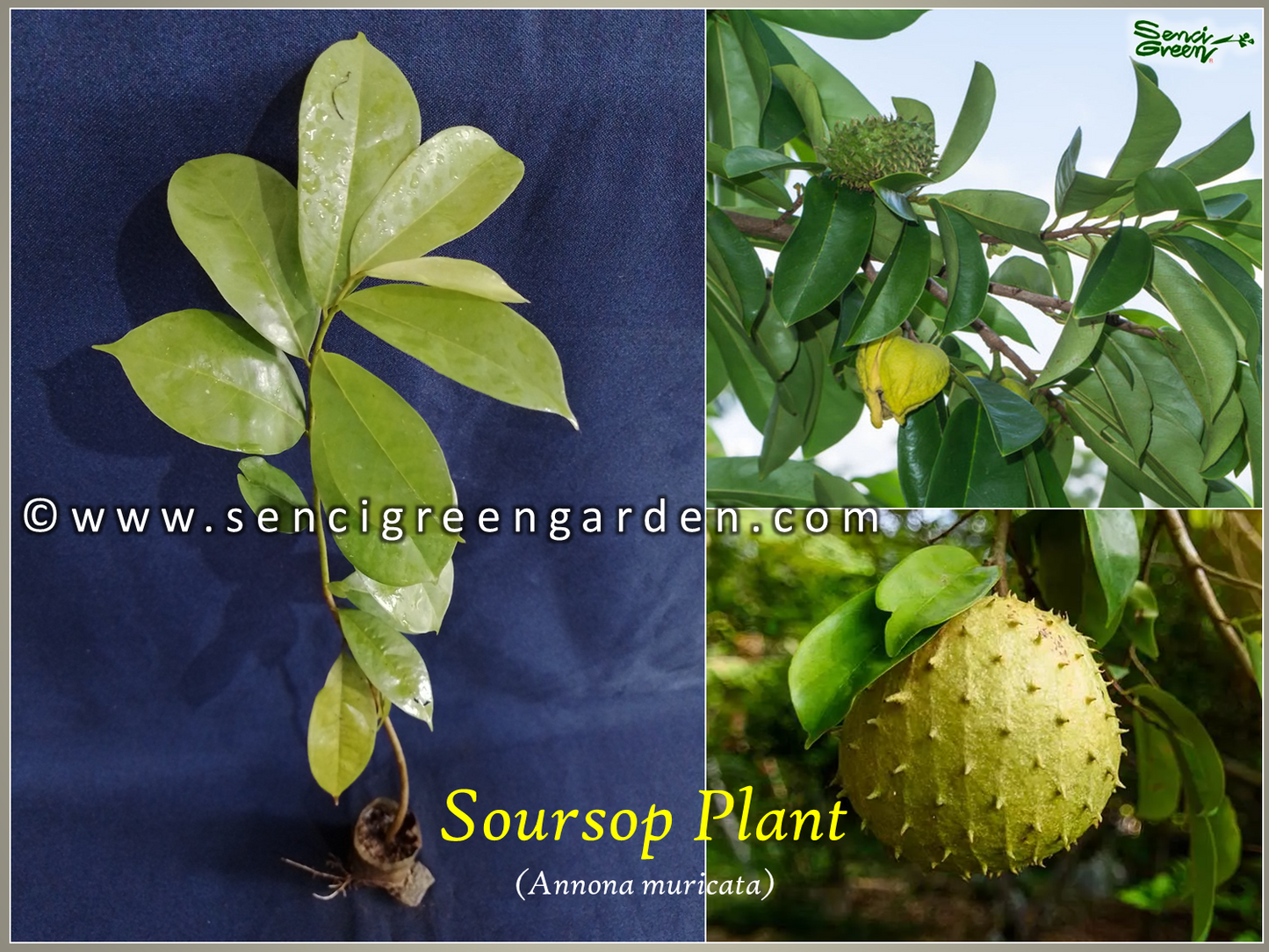 Soursop-Pflanze (Annona muricata) 8"-12" Zoll Größe x1 Pflanze