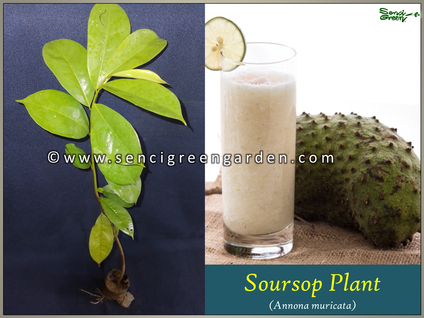 Soursop-Pflanze (Annona muricata) 8"-12" Zoll Größe x1 Pflanze