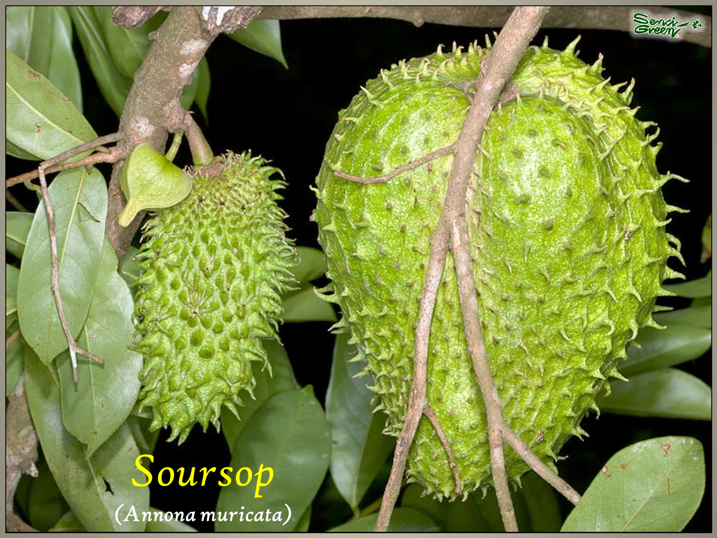 Soursop-Pflanze (Annona muricata) 8"-12" Zoll Größe x1 Pflanze