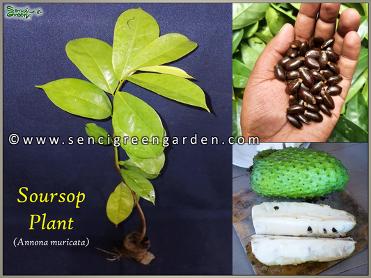 Soursop Plant (Annona muricata) 8"-12" Inches Size x1 Plant