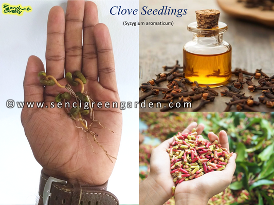 Clove Seedlings (Syzygium aromaticum)