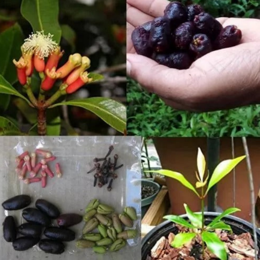 Clove Seeds (Syzygium aromaticum) rare herbal spice x15 seeds