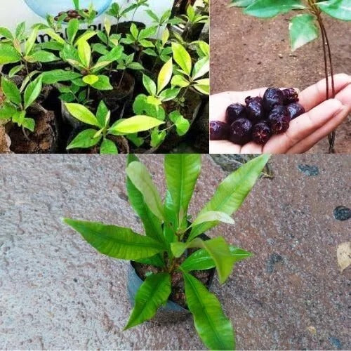 Clove Seeds (Syzygium aromaticum) rare herbal spice x15 seeds