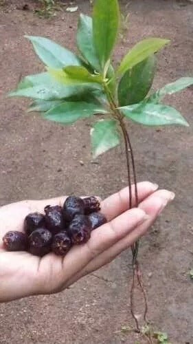 Clove Seeds (Syzygium aromaticum) rare herbal spice x15 seeds