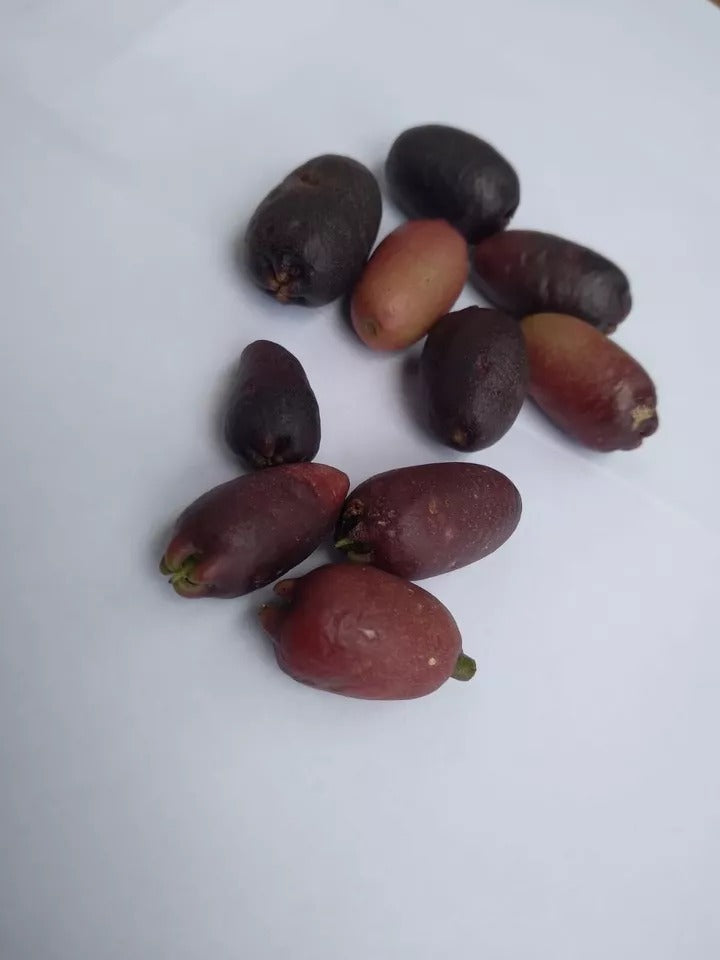 Clove Seeds (Syzygium aromaticum) rare herbal spice x15 seeds