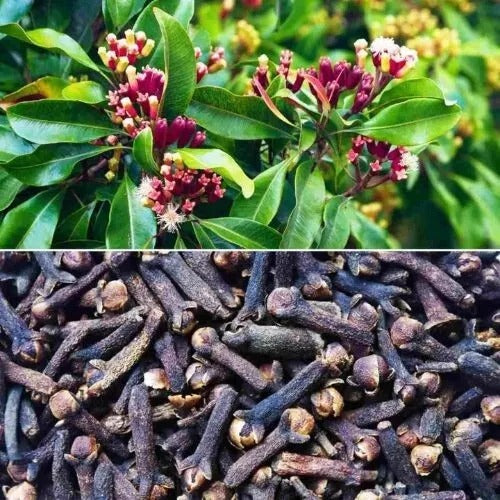 Clove Seeds (Syzygium aromaticum) rare herbal spice x15 seeds