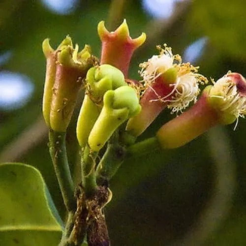 Clove Seeds (Syzygium aromaticum) rare herbal spice x15 seeds