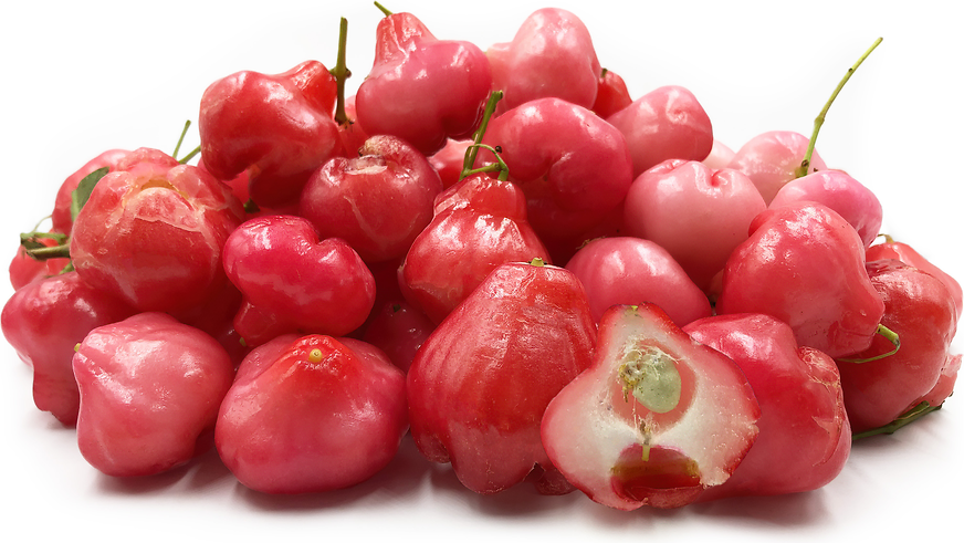 Jambu /Red Wax Apple (Syzygium samarangense) x10 Seeds